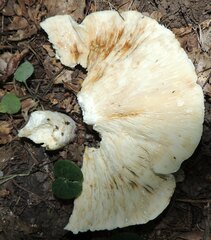 Lactarius controversus