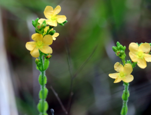 Hairy St. Johnswort (Hypericum setosum)