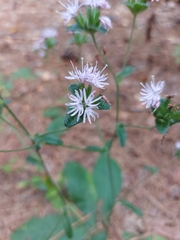 Elephantopus tomentosus