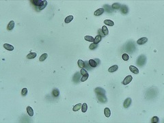 Melanoleuca verrucipes