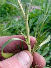 Lepidium hyssopifolium
