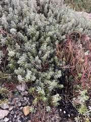 Chenolea diffusa