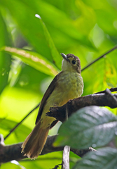Tricholestes criniger
