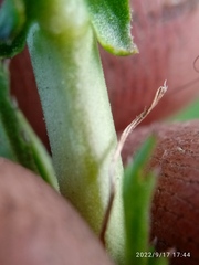 Lepidium hyssopifolium