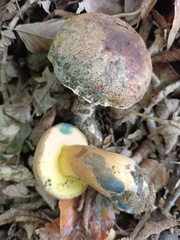 Cyanoboletus pulverulentus