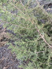 Juniperus pinchotii