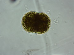 Cosmarium pseudoconnatum