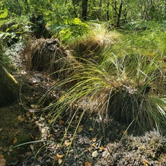 Carex leersii