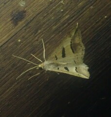 Chiasmia subcurvaria