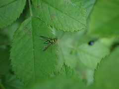 Condylostylus comatus