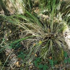 Carex leersii