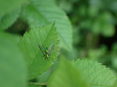 Condylostylus comatus