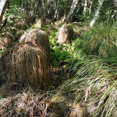 Carex leersii