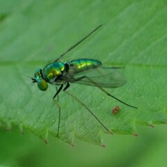 Condylostylus comatus