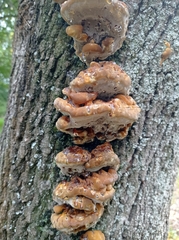 Fungi