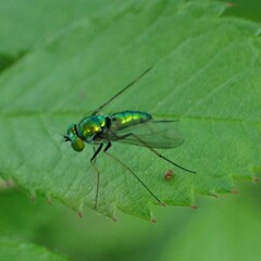 Condylostylus comatus