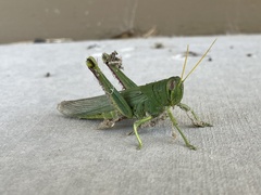 Schistocerca shoshone