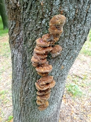 Fungi