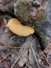 Cerioporus leptocephalus