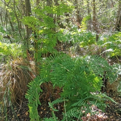 Osmunda regalis
