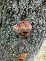 Fungi
