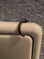 Cylindroiulus caeruleocinctus