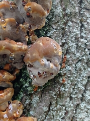 Fungi