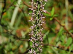 Liatris elegans