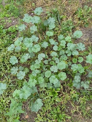 Malva pusilla