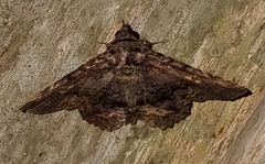 Erebidae