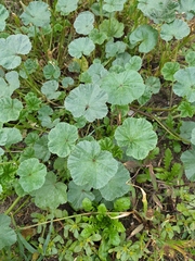 Malva pusilla