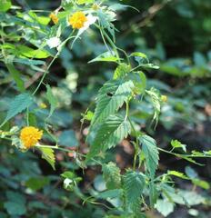 Kerria japonica