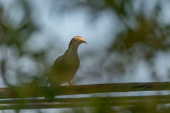 Patagioenas leucocephala