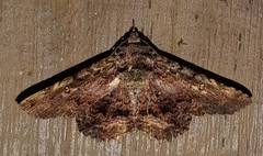 Erebidae