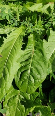Magnoliopsida