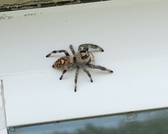 Phidippus regius
