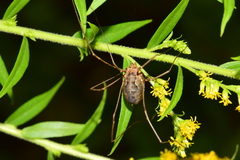 Phalangium opilio