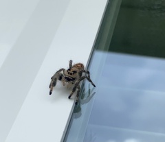 Phidippus regius
