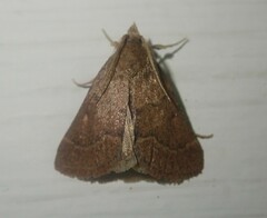 Plecopterodes moderata