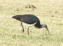 Threskiornis spinicollis