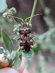 Centrocoris variegatus