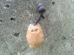 Lymantria dispar dispar