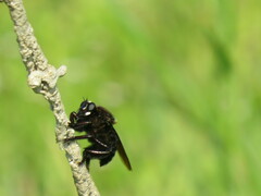 Mallophora leschenaulti