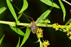 Phalangium opilio