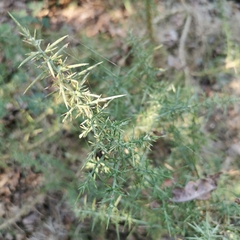 Ulex europaeus