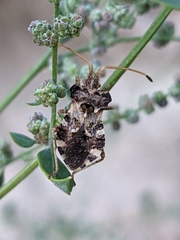Centrocoris variegatus