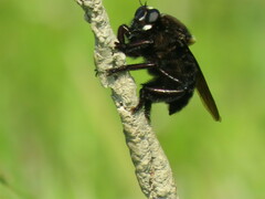 Mallophora leschenaulti