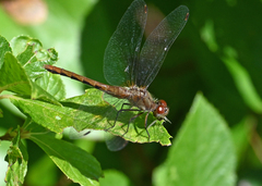 Sympetrum rubicundulum