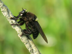 Mallophora leschenaulti