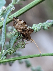 Centrocoris variegatus